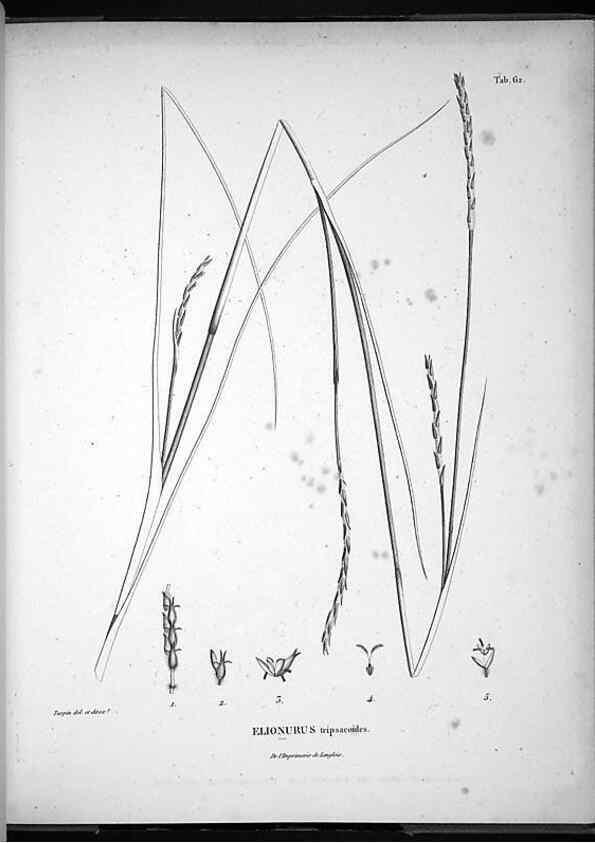 Reproducción/Reproduction 49556617577: Nova genera et species plantarum :. Antverpiae :Ex officina Christophori Plantini ...,1576.. 