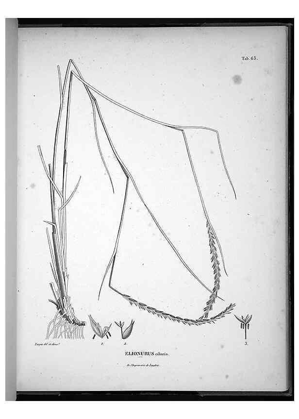 Reproducción/Reproduction 49556381271: Nova genera et species plantarum :. Antverpiae :Ex officina Christophori Plantini ...,1576.. 