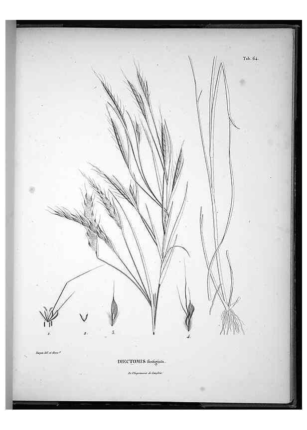 Reproducción/Reproduction 49556617857: Nova genera et species plantarum :. Antverpiae :Ex officina Christophori Plantini ...,1576.. 
