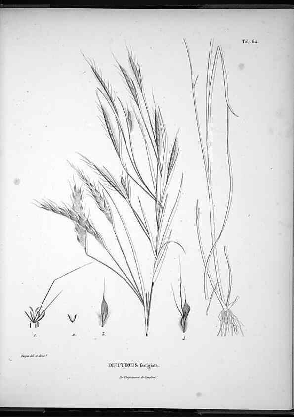 Reproducción/Reproduction 49556617857: Nova genera et species plantarum :. Antverpiae :Ex officina Christophori Plantini ...,1576.. 