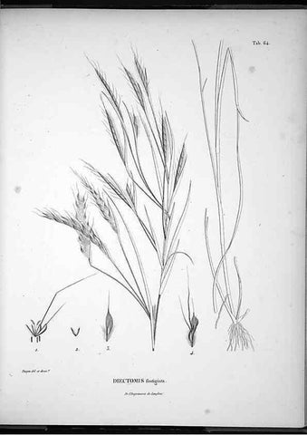 Reproducción/Reproduction 49556617857: Nova genera et species plantarum :. Antverpiae :Ex officina Christophori Plantini ...,1576.. 