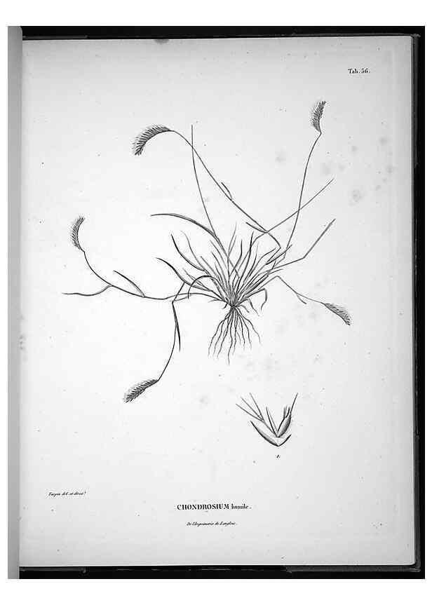 Reproducción/Reproduction 49555885668: Nova genera et species plantarum :. Antverpiae :Ex officina Christophori Plantini ...,1576.. 