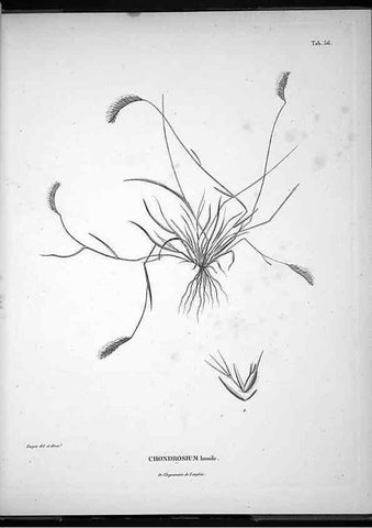 Reproducción/Reproduction 49555885668: Nova genera et species plantarum :. Antverpiae :Ex officina Christophori Plantini ...,1576.. 