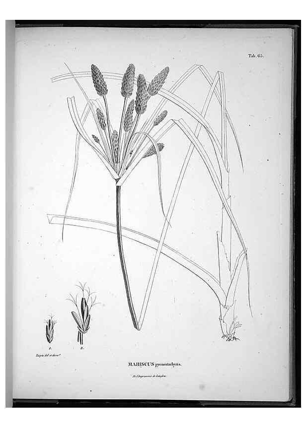 Reproducción/Reproduction 49556618017: Nova genera et species plantarum :. Antverpiae :Ex officina Christophori Plantini ...,1576.. 