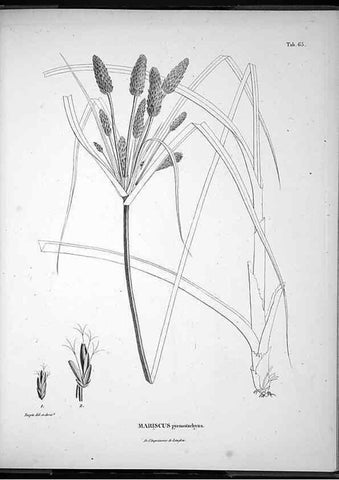 Reproducción/Reproduction 49556618017: Nova genera et species plantarum :. Antverpiae :Ex officina Christophori Plantini ...,1576.. 