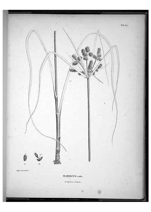 Reproducción/Reproduction 49556618302: Nova genera et species plantarum :. Antverpiae :Ex officina Christophori Plantini ...,1576.. 