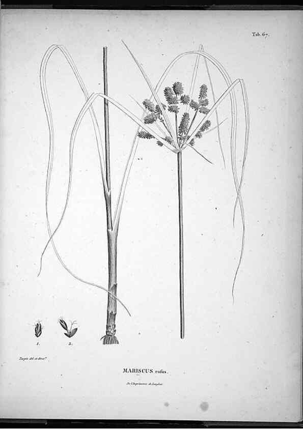 Reproducción/Reproduction 49556618302: Nova genera et species plantarum :. Antverpiae :Ex officina Christophori Plantini ...,1576.. 