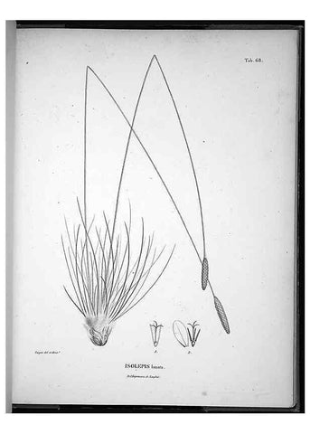 Reproducción/Reproduction 49556381936: Nova genera et species plantarum :. Antverpiae :Ex officina Christophori Plantini ...,1576.. 