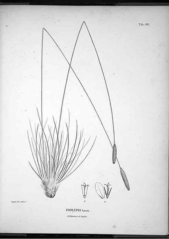Reproducción/Reproduction 49556381936: Nova genera et species plantarum :. Antverpiae :Ex officina Christophori Plantini ...,1576.. 
