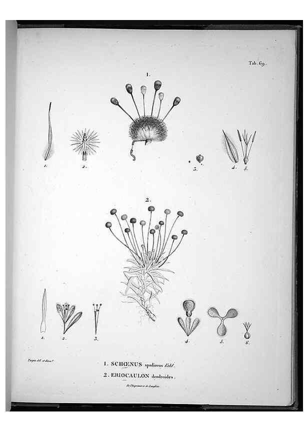 Reproducción/Reproduction 49556382146: Nova genera et species plantarum :. Antverpiae :Ex officina Christophori Plantini ...,1576.. 