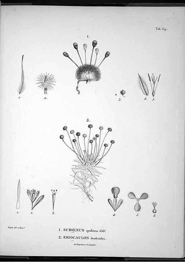 Reproducción/Reproduction 49556382146: Nova genera et species plantarum :. Antverpiae :Ex officina Christophori Plantini ...,1576.. 