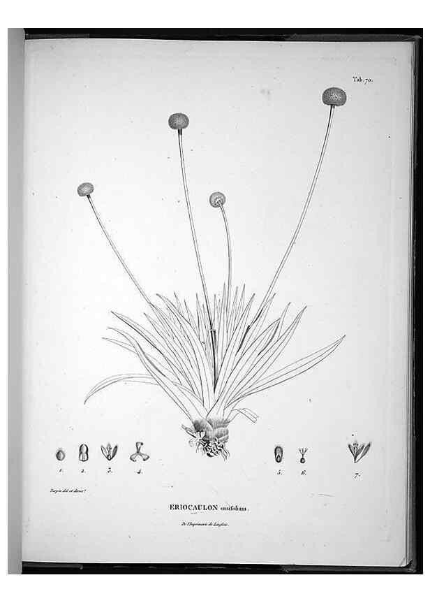 Reproducción/Reproduction 49555887438: Nova genera et species plantarum :. Antverpiae :Ex officina Christophori Plantini ...,1576.. 