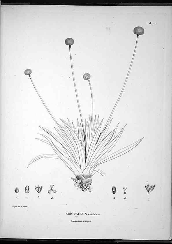 Reproducción/Reproduction 49555887438: Nova genera et species plantarum :. Antverpiae :Ex officina Christophori Plantini ...,1576.. 