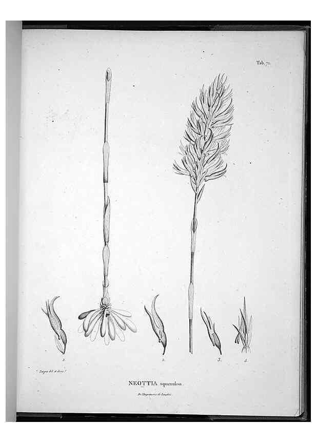 Reproducción/Reproduction 49555887573: Nova genera et species plantarum :. Antverpiae :Ex officina Christophori Plantini ...,1576.. 