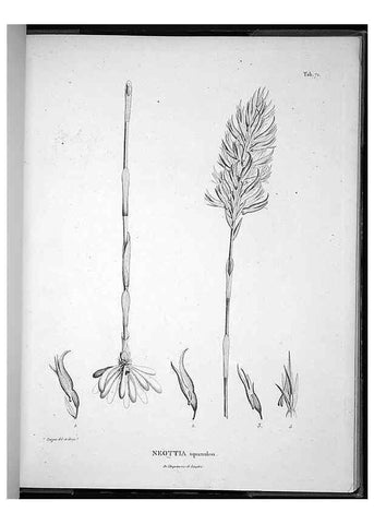 Reproducción/Reproduction 49555887573: Nova genera et species plantarum :. Antverpiae :Ex officina Christophori Plantini ...,1576.. 