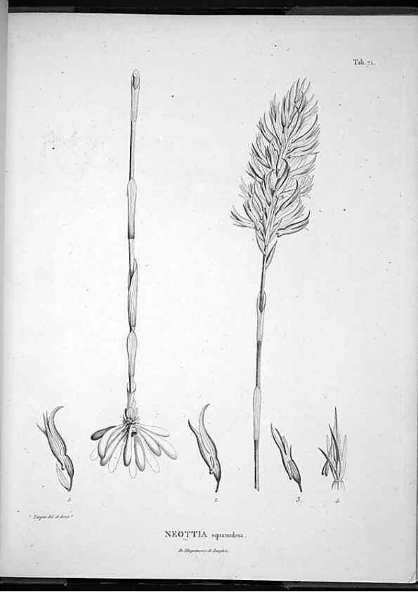 Reproducción/Reproduction 49555887573: Nova genera et species plantarum :. Antverpiae :Ex officina Christophori Plantini ...,1576.. 