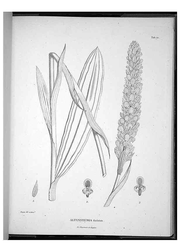 Reproducción/Reproduction 49556618867: Nova genera et species plantarum :. Antverpiae :Ex officina Christophori Plantini ...,1576.. 