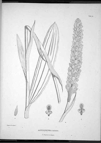 Reproducción/Reproduction 49556618867: Nova genera et species plantarum :. Antverpiae :Ex officina Christophori Plantini ...,1576.. 