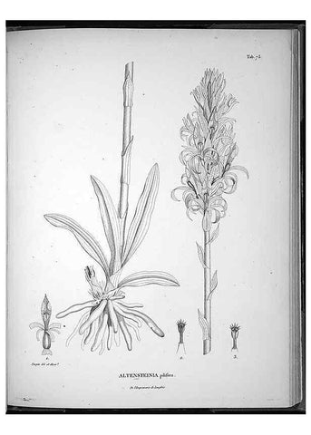 Reproducción/Reproduction 49556382646: Nova genera et species plantarum :. Antverpiae :Ex officina Christophori Plantini ...,1576.. 