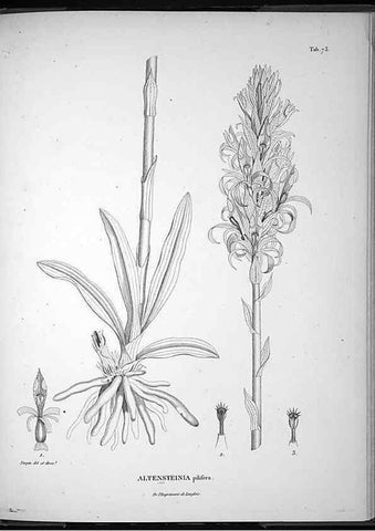 Reproducción/Reproduction 49556382646: Nova genera et species plantarum :. Antverpiae :Ex officina Christophori Plantini ...,1576.. 