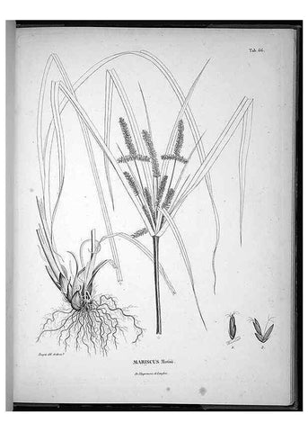 Reproducción/Reproduction 49556618187: Nova genera et species plantarum :. Antverpiae :Ex officina Christophori Plantini ...,1576.. 