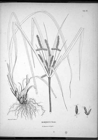 Reproducción/Reproduction 49556618187: Nova genera et species plantarum :. Antverpiae :Ex officina Christophori Plantini ...,1576.. 