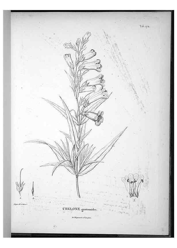 Reproducción/Reproduction 49556655117: Nova genera et species plantarum :. Antverpiae :Ex officina Christophori Plantini ...,1576.. 