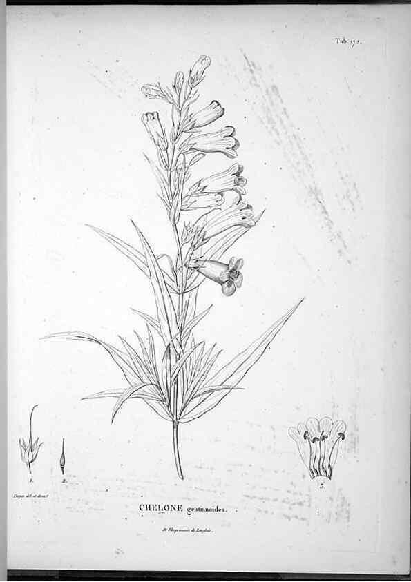 Reproducción/Reproduction 49556655117: Nova genera et species plantarum :. Antverpiae :Ex officina Christophori Plantini ...,1576.. 