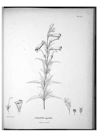Reproducción/Reproduction 49556419526: Nova genera et species plantarum :. Antverpiae :Ex officina Christophori Plantini ...,1576.. 