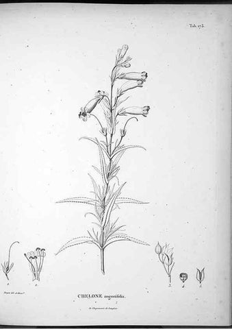 Reproducción/Reproduction 49556419526: Nova genera et species plantarum :. Antverpiae :Ex officina Christophori Plantini ...,1576.. 