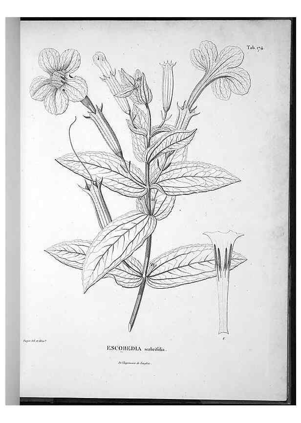 Reproducción/Reproduction 49555924663: Nova genera et species plantarum :. Antverpiae :Ex officina Christophori Plantini ...,1576.. 