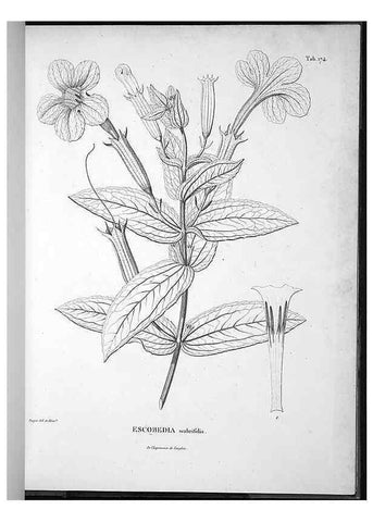 Reproducción/Reproduction 49555924663: Nova genera et species plantarum :. Antverpiae :Ex officina Christophori Plantini ...,1576.. 