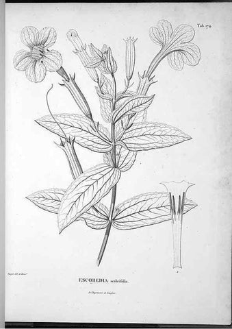 Reproducción/Reproduction 49555924663: Nova genera et species plantarum :. Antverpiae :Ex officina Christophori Plantini ...,1576.. 