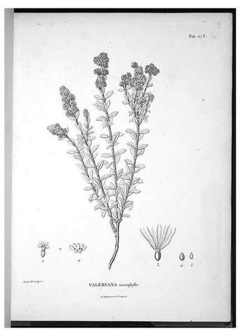 Reproducción/Reproduction 49556469826: Nova genera et species plantarum :. Antverpiae :Ex officina Christophori Plantini ...,1576.. 