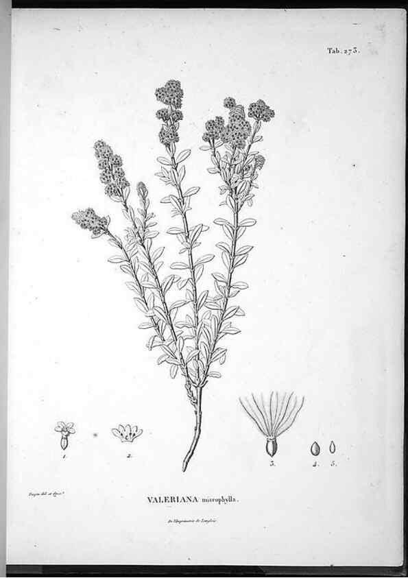 Reproducción/Reproduction 49556469826: Nova genera et species plantarum :. Antverpiae :Ex officina Christophori Plantini ...,1576.. 