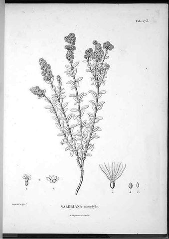 Reproducción/Reproduction 49556469826: Nova genera et species plantarum :. Antverpiae :Ex officina Christophori Plantini ...,1576.. 
