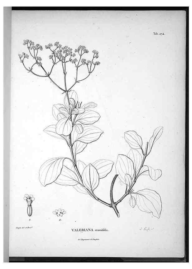 Reproducción/Reproduction 49556469991: Nova genera et species plantarum :. Antverpiae :Ex officina Christophori Plantini ...,1576.. 