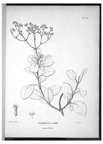 Reproducción/Reproduction 49556469991: Nova genera et species plantarum :. Antverpiae :Ex officina Christophori Plantini ...,1576.. 