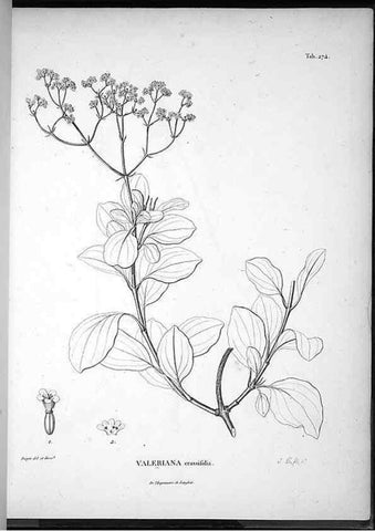 Reproducción/Reproduction 49556469991: Nova genera et species plantarum :. Antverpiae :Ex officina Christophori Plantini ...,1576.. 