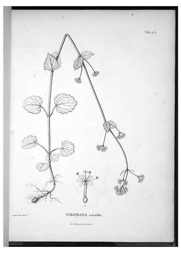 Reproducción/Reproduction 49555974993: Nova genera et species plantarum :. Antverpiae :Ex officina Christophori Plantini ...,1576.. 