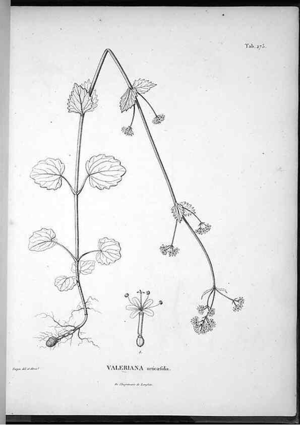 Reproducción/Reproduction 49555974993: Nova genera et species plantarum :. Antverpiae :Ex officina Christophori Plantini ...,1576.. 