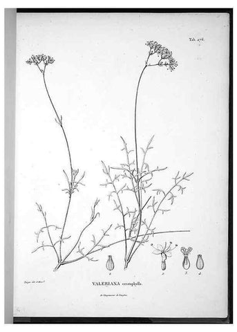Reproducción/Reproduction 49555975158: Nova genera et species plantarum :. Antverpiae :Ex officina Christophori Plantini ...,1576.. 