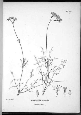 Reproducción/Reproduction 49555975158: Nova genera et species plantarum :. Antverpiae :Ex officina Christophori Plantini ...,1576.. 