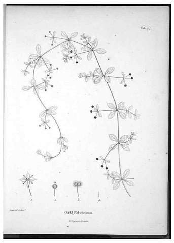 Reproducción/Reproduction 49556470496: Nova genera et species plantarum :. Antverpiae :Ex officina Christophori Plantini ...,1576.. 