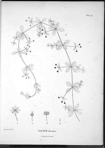 Reproducción/Reproduction 49556470496: Nova genera et species plantarum :. Antverpiae :Ex officina Christophori Plantini ...,1576.. 