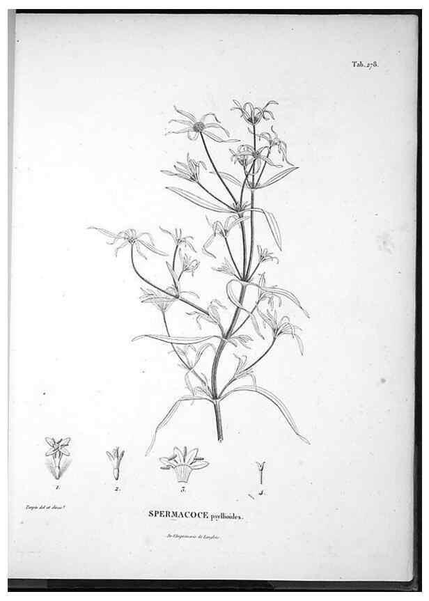 Reproducción/Reproduction 49556707137: Nova genera et species plantarum :. Antverpiae :Ex officina Christophori Plantini ...,1576.. 