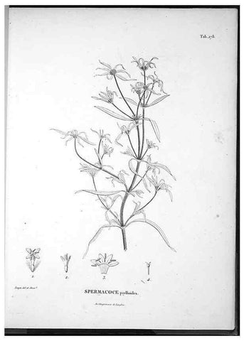 Reproducción/Reproduction 49556707137: Nova genera et species plantarum :. Antverpiae :Ex officina Christophori Plantini ...,1576.. 
