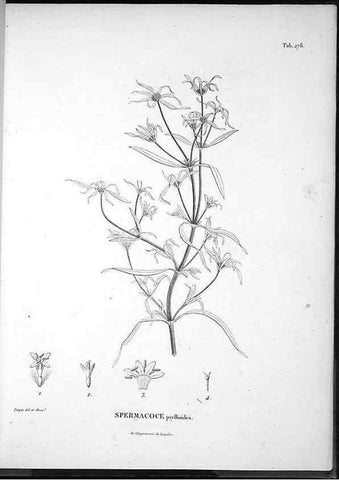 Reproducción/Reproduction 49556707137: Nova genera et species plantarum :. Antverpiae :Ex officina Christophori Plantini ...,1576.. 