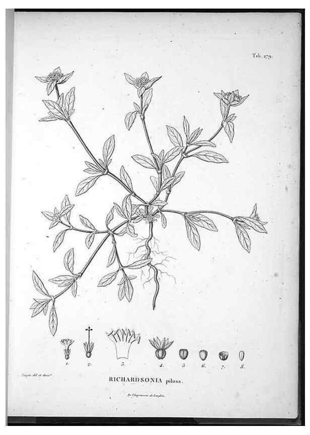 Reproducción/Reproduction 49556707317: Nova genera et species plantarum :. Antverpiae :Ex officina Christophori Plantini ...,1576.. 
