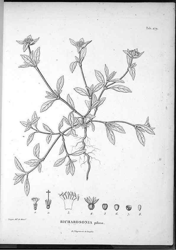 Reproducción/Reproduction 49556707317: Nova genera et species plantarum :. Antverpiae :Ex officina Christophori Plantini ...,1576.. 